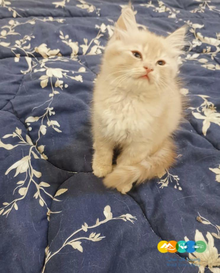 قطط شيرازى مون فيس للبيع