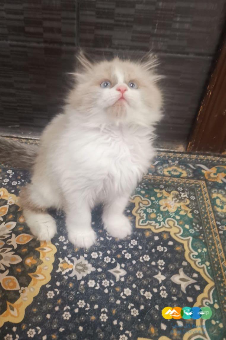 قطط هيمالايا للبيع