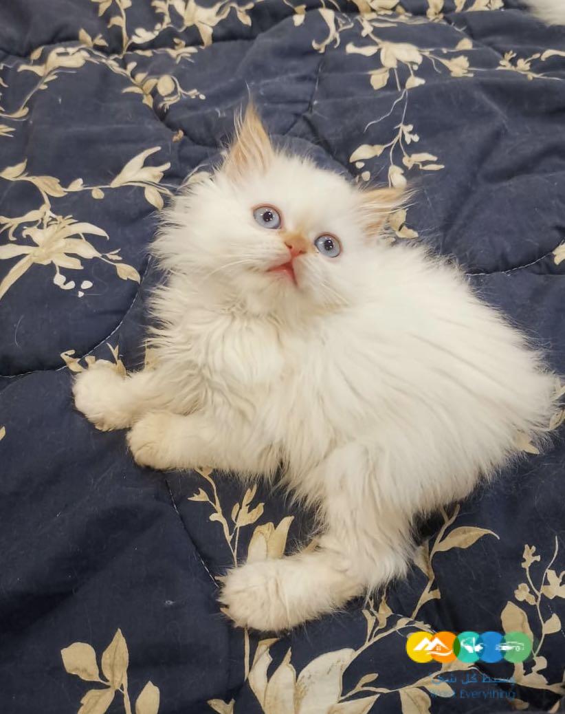 قطط هيمالايا للبيع