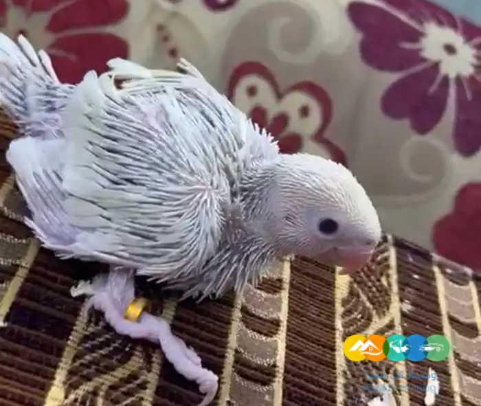 فروخ درة هولندي (( التوصيل مجانا ))