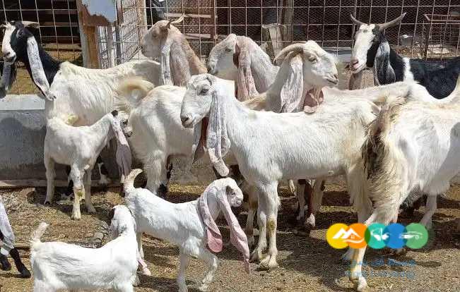 معزا هولنديات منوت القناي