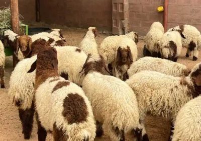 db03058a-2d0b-4001-a77b-3200139cc3b6