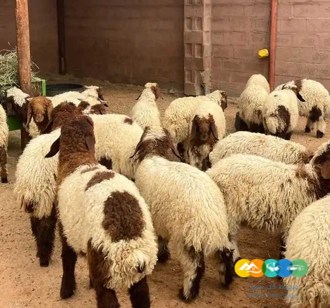 بهم نعيم ذبايح طيبه / تم البيع