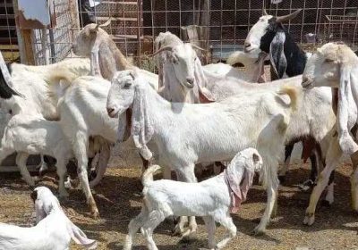 decf12ef-33a2-4a71-b323-aab742145438