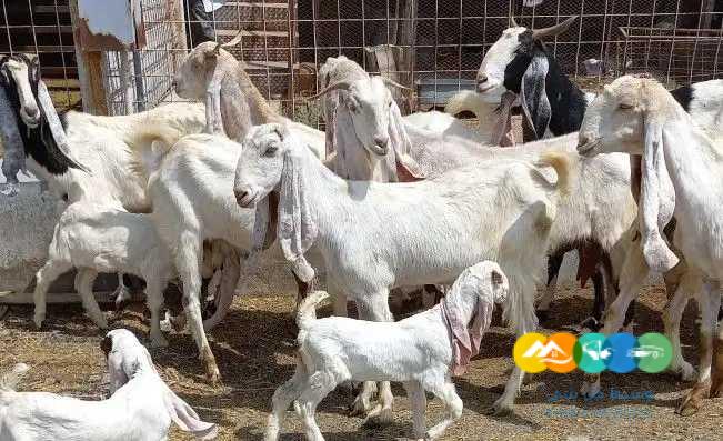 معزا هولنديات منوت القناي