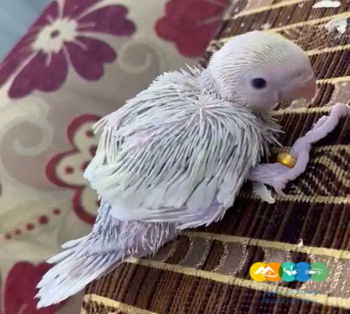 فروخ درة هولندي (( التوصيل مجانا ))