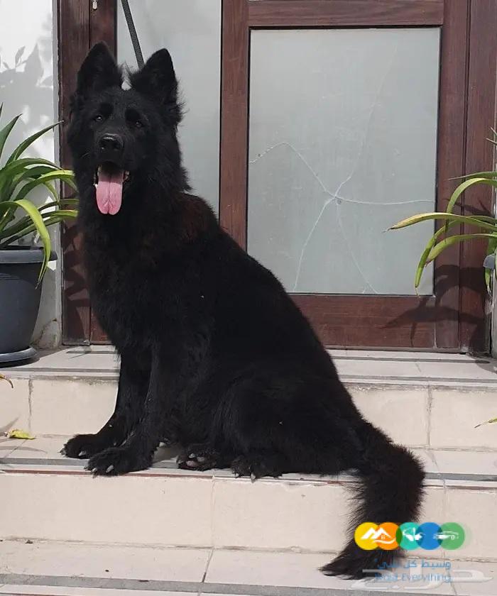 نثية رويال بلاك مزوجينها وشبه حامل