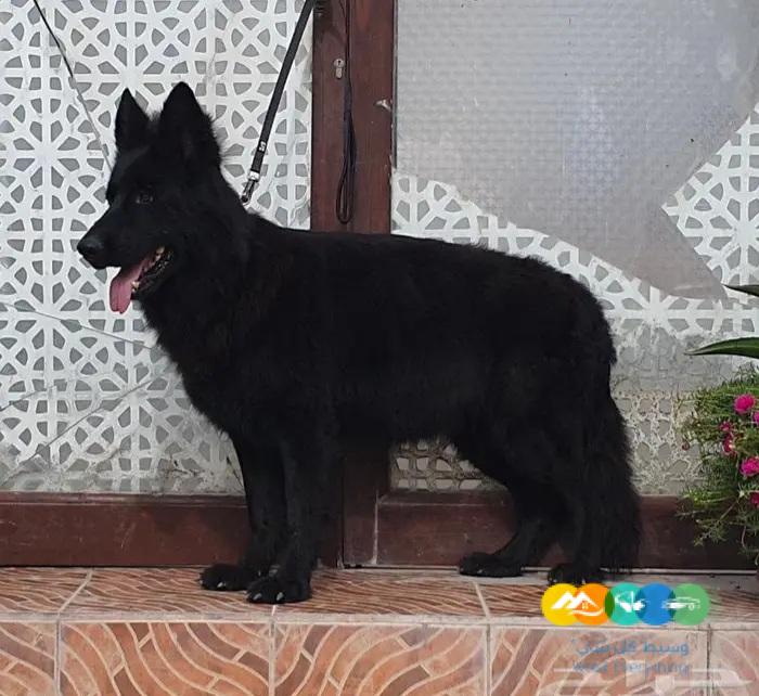 نثية رويال بلاك مزوجينها وشبه حامل