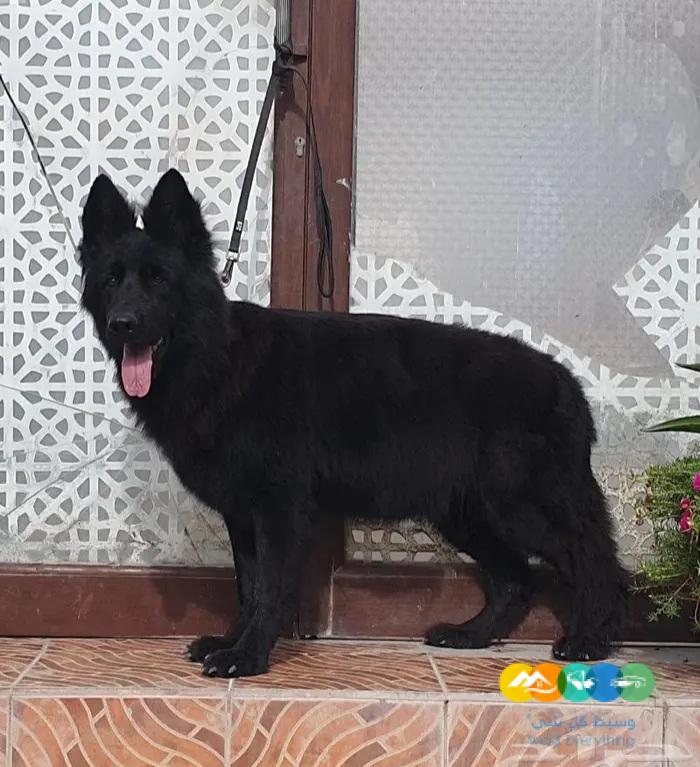 نثية رويال بلاك مزوجينها وشبه حامل