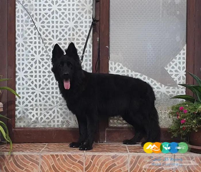 نثية رويال بلاك مزوجينها وشبه حامل