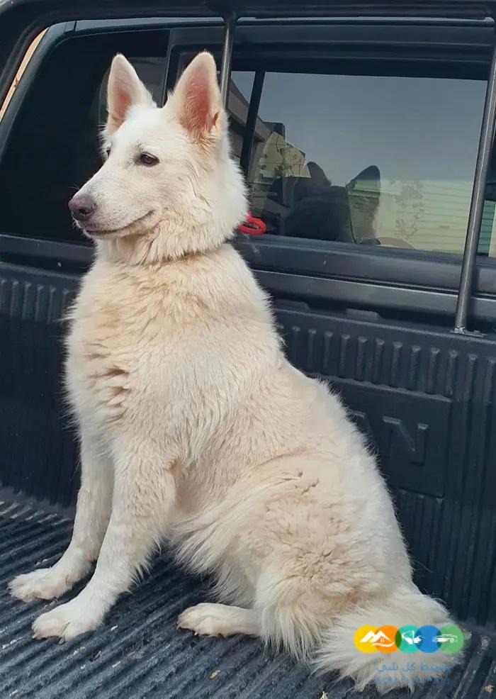 سويس جيرمن شيبرد لونق هير مستوى تووب