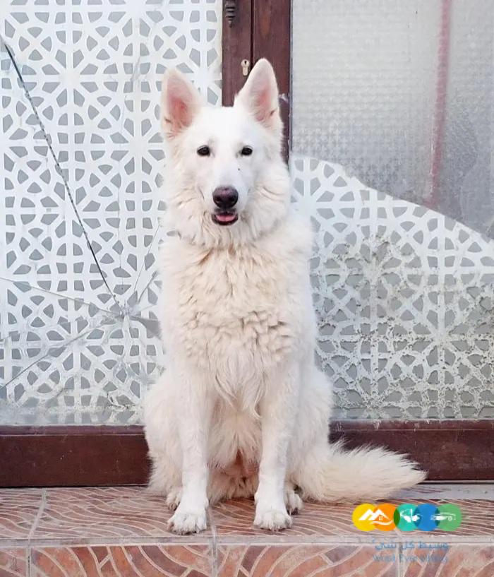 سويس جيرمن شيبرد لونق هير مستوى تووب