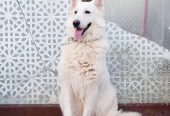 سويس جيرمن شيبرد لونق هير مستوى تووب