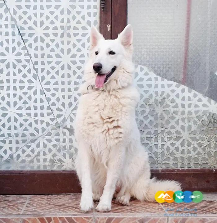 سويس جيرمن شيبرد لونق هير مستوى تووب