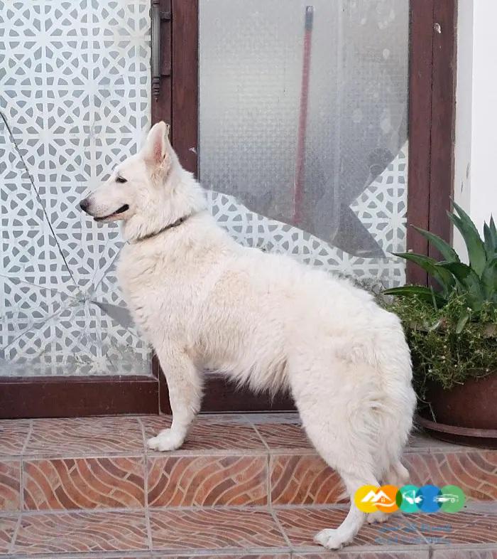 سويس جيرمن شيبرد لونق هير مستوى تووب