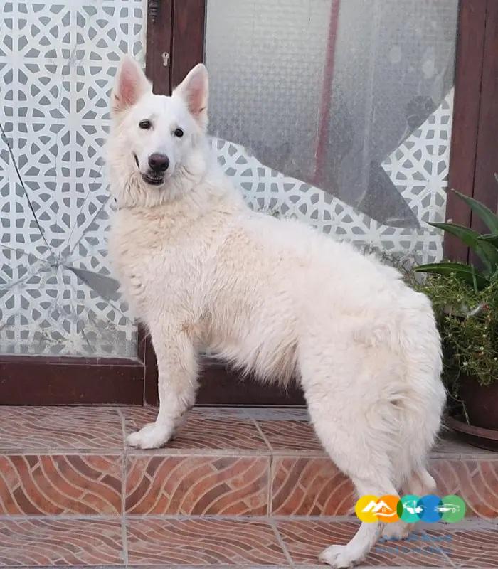 سويس جيرمن شيبرد لونق هير مستوى تووب