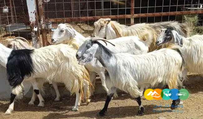 معزا مصريات 6 دفيع للقناي