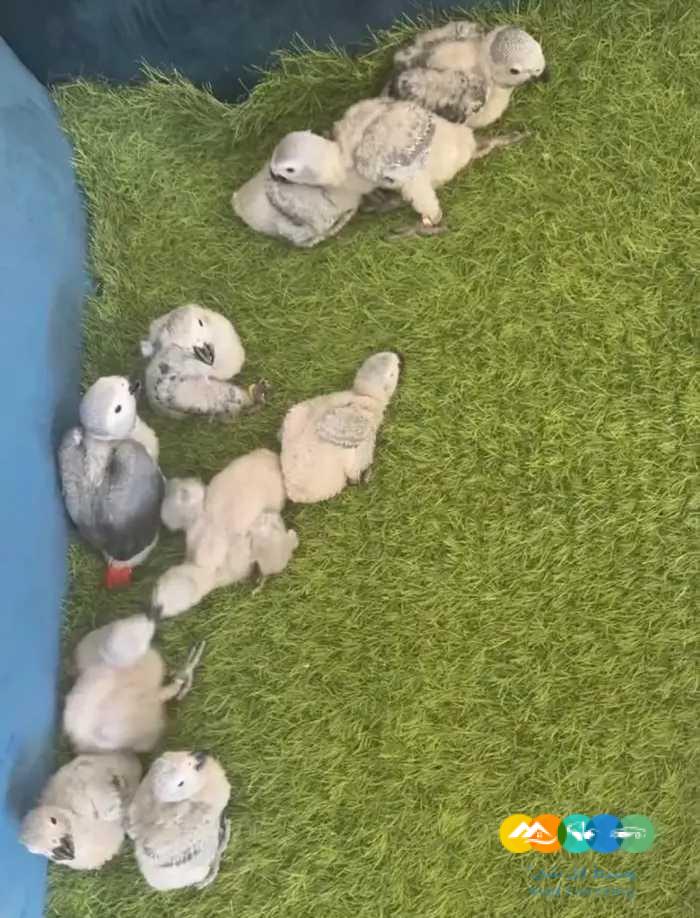 فروخ كاسكو 10 و فروكويكر و صن كنيور