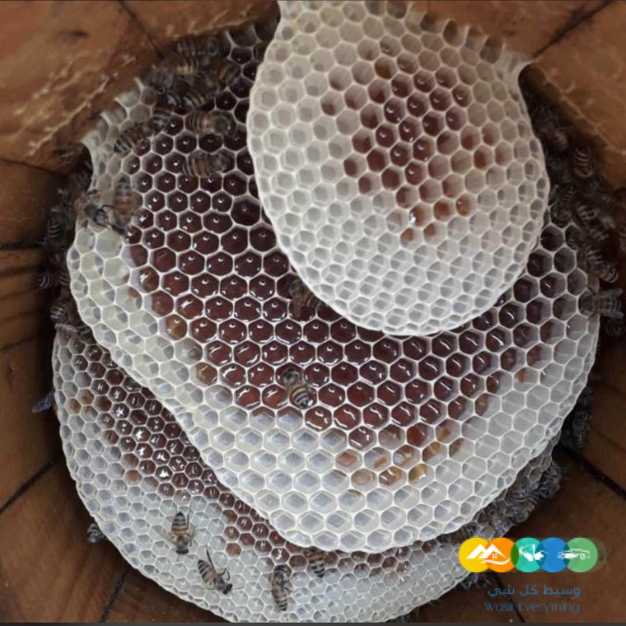 عسل بلدي طبيعي من انتاج مدينه الطايف
