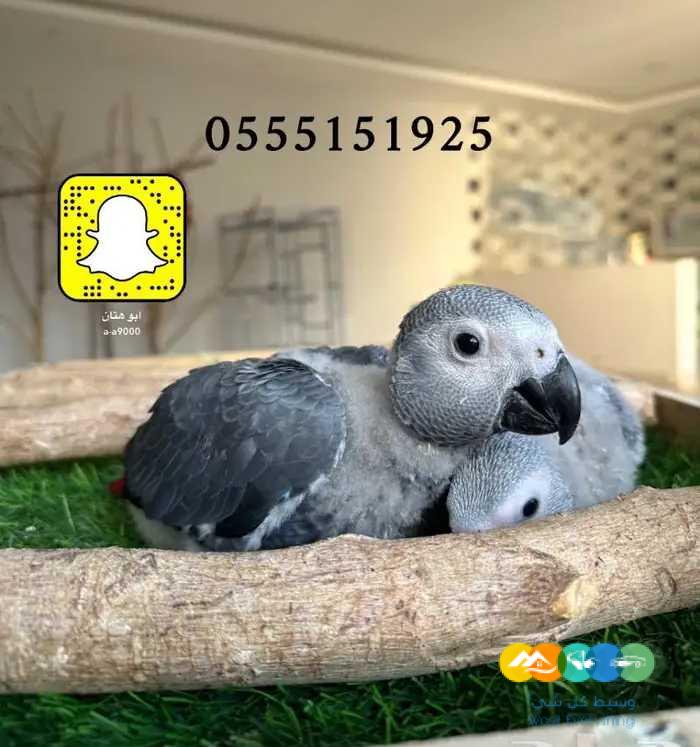 فروخ كاسكو 10 و فروكويكر و صن كنيور