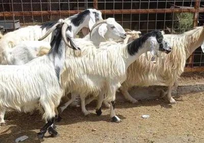 5d3ae4fb-5c5a-4382-8a0d-790994d6cd85