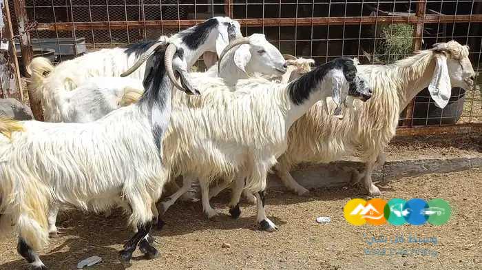 معزا مصريات 6 دفيع للقناي