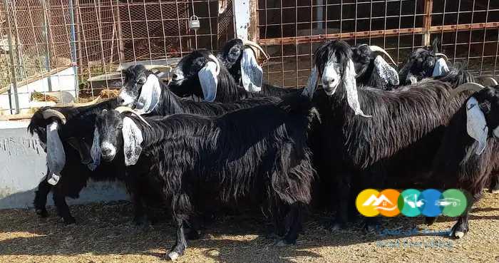 معزا عوارض 13 با الفحل /تم البيع الله يبارك ل