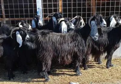 71dea263-32f5-4332-a61f-9b5378a48a44