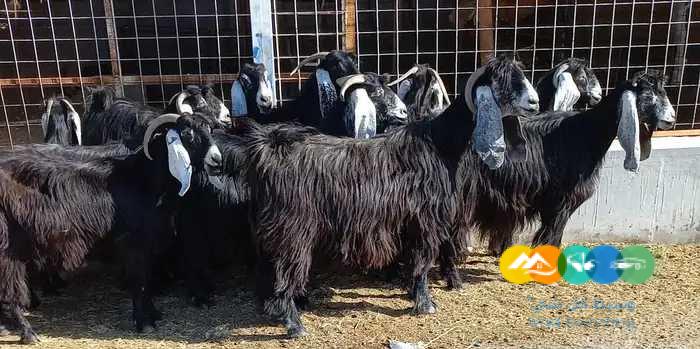 معزا عوارض 13 با الفحل /تم البيع الله يبارك ل