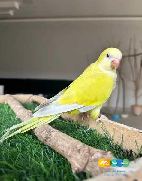 فروخ كاسكو 10 و فروكويكر و صن كنيور
