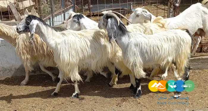 معزا مصريات 6 دفيع للقناي