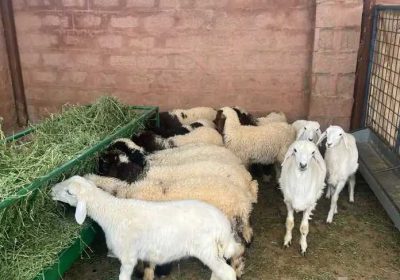 92a1ecc7-92f5-4d5f-b8d6-32004db6ddd7