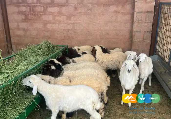 بهم نعيم وحري لباني / تم البيع