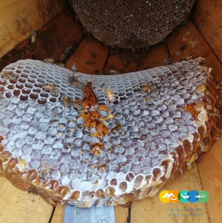 عسل بلدي طبيعي من انتاج مدينه الطايف