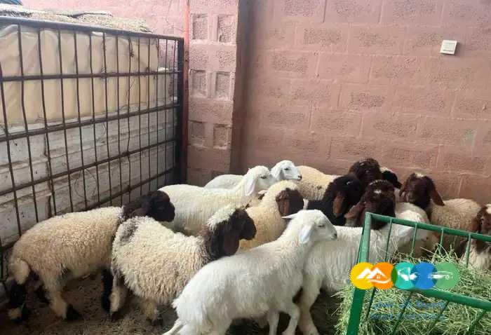 بهم نعيم وحري لباني / تم البيع