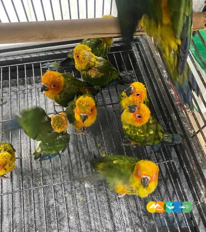 فروخ صن كنيور معتمدة على نفسها