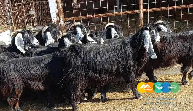 معزا عوارض 13 با الفحل /تم البيع الله يبارك ل