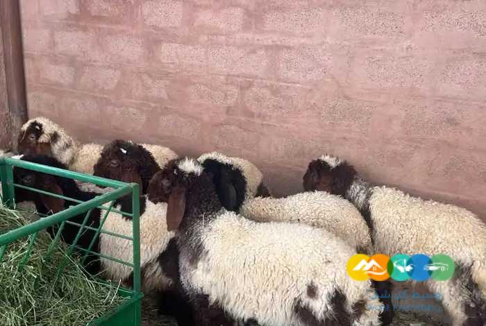 بهم نعيم وحري لباني / تم البيع