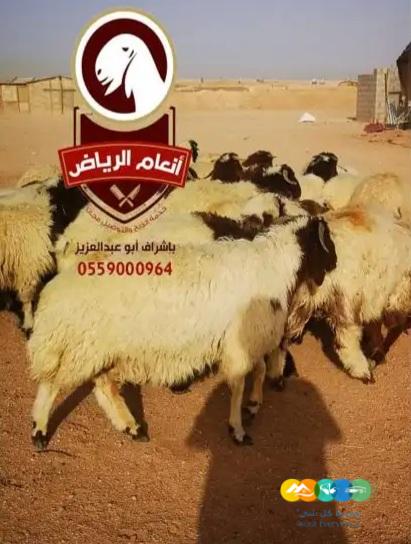 ذبايح فاخره وجبره توصيل مجاني