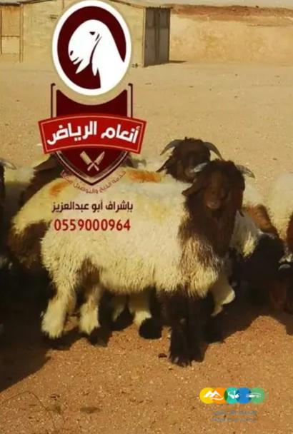 ذبايح فاخره وجبره توصيل مجاني