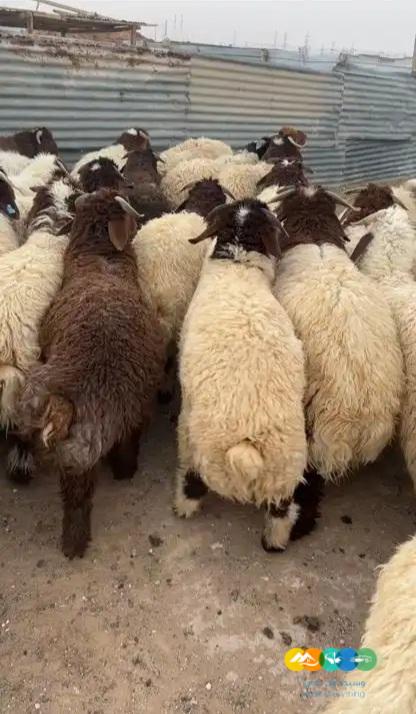 بدأ حجز الاضاحي لعام 1444