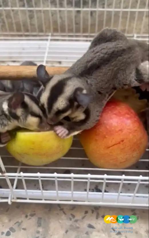 سناجب شوقر قلايدر – جملة و فرادي