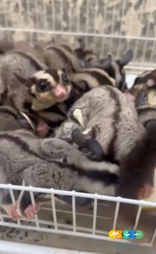 سناجب شوقر قلايدر – جملة و فرادي