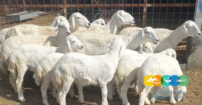 غنم حريات درجه اولي مقاني 8 تحتها 8