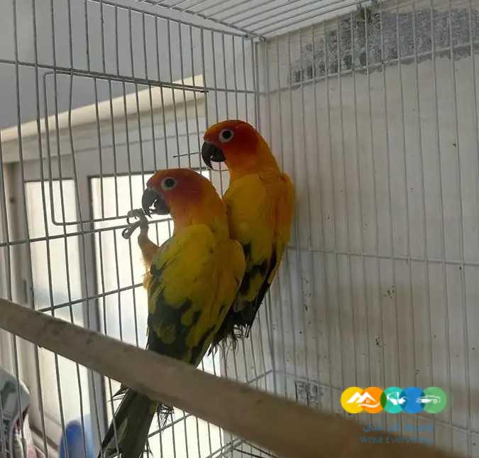 ازوج صن كنيور محلله