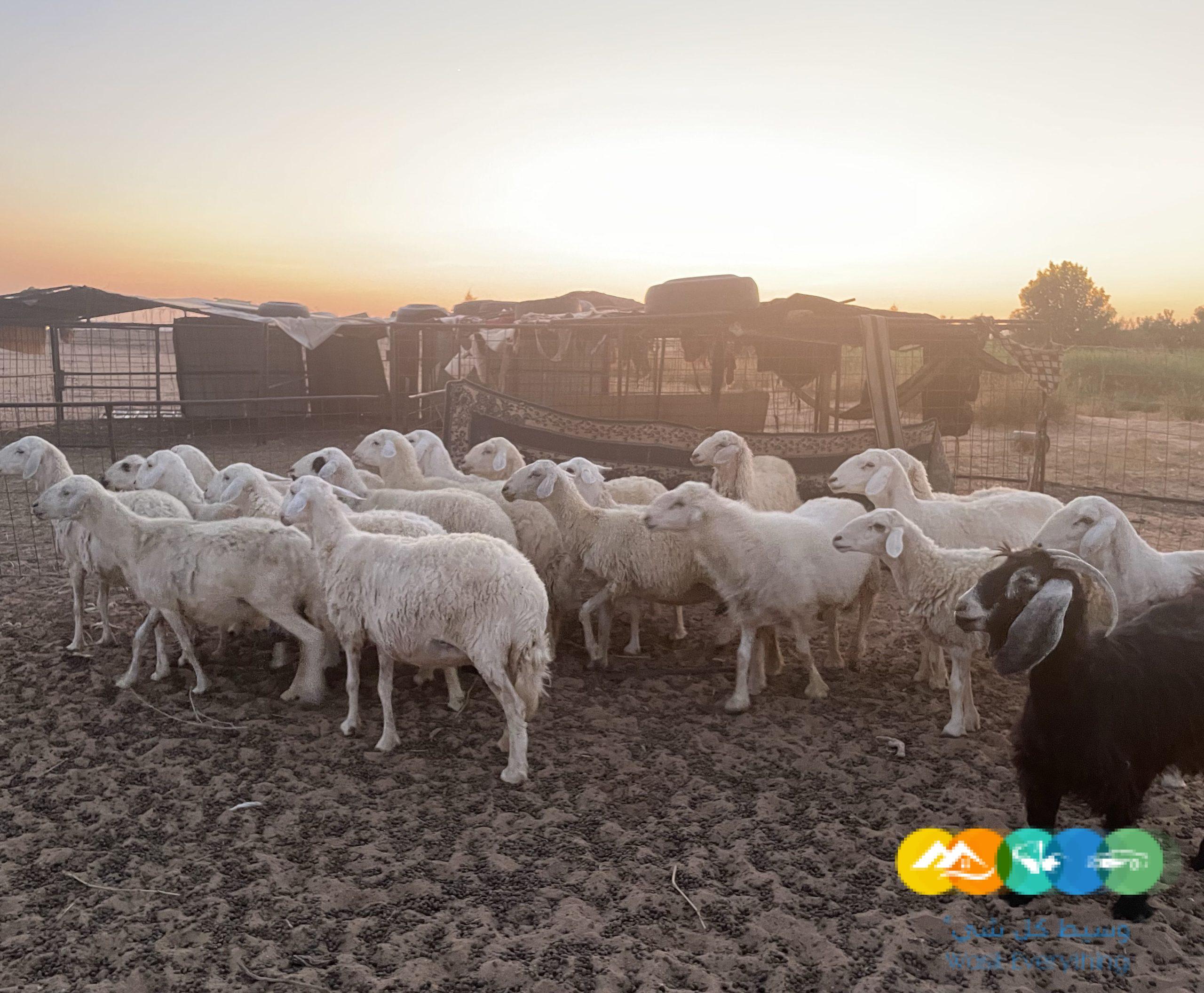 غنم حريات طيبات على الشرط