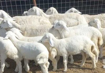 4ae9b47c-b322-4ac9-9ae5-0dc6c0b0348a