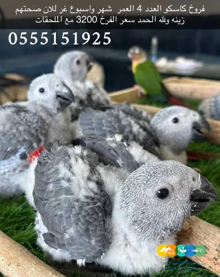 فروخ كاسكو غر ومفطومة يوجد اقساط تمارا