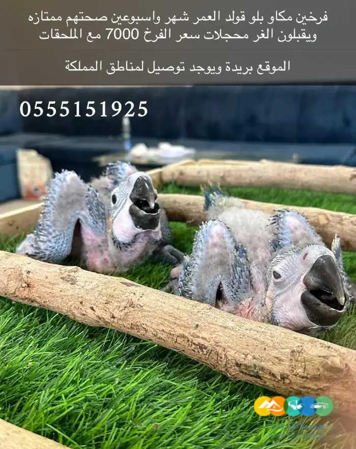 فرخين مكاو بلو اند قولد يوجد اقساط تمارا