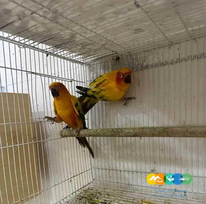 ازوج صن كنيور محلله